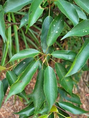 Elaeocarpus japonicus