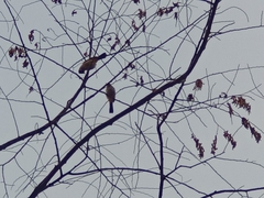 Pycnonotus aurigaster