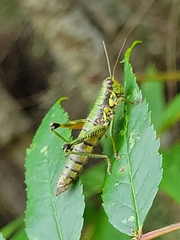 Booneacris glacialis