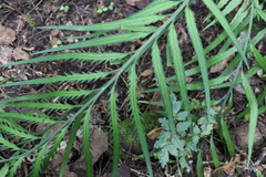 Asplenium flaccidum
