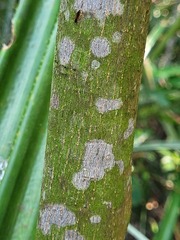 Elaeocarpus japonicus