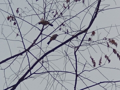 Pycnonotus aurigaster