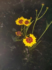 Coreopsis tinctoria