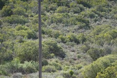 Tylecodon paniculatus