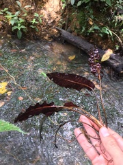 Cryptocoryne affinis
