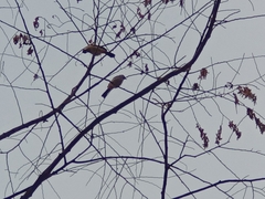 Pycnonotus aurigaster