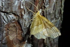 Cepphis advenaria