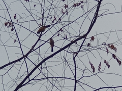 Pycnonotus aurigaster