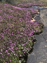 Utricularia multifida