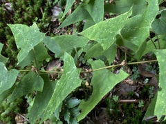 Parasenecio nokoensis