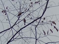 Pycnonotus aurigaster