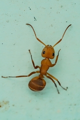 Camponotus rectangularis
