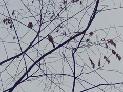 Pycnonotus aurigaster