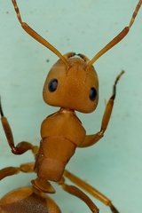 Camponotus rectangularis