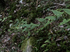 Parasenecio nokoensis