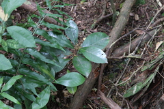 Corynocarpus laevigatus