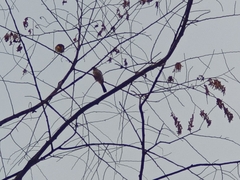 Pycnonotus aurigaster