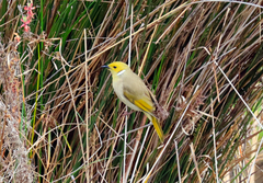 Ptilotula penicillata