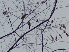 Pycnonotus aurigaster