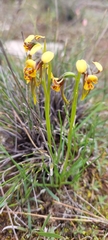 Diuris palustris