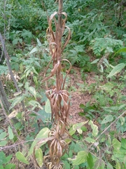 Lilium martagon pilosiusculum