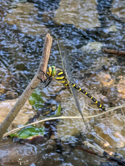 Cordulegaster boltonii