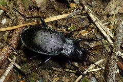 Carabus hortensis