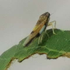 Igutettix oculatus