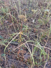 Patrinia rupestris