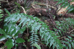 Asplenium polyodon