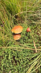 Suillus grevillei