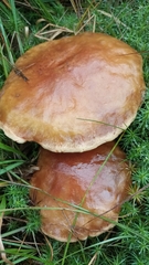 Suillus grevillei