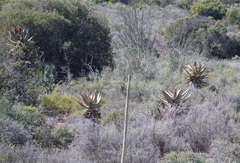 Aloe ferox