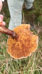 Suillus grevillei