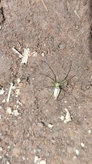 Leucauge