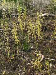 Drosera stricticaulis