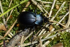 Carabus convexus