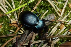 Carabus convexus