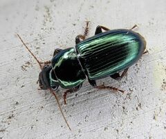 Harpalus honestus