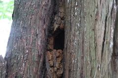 Todiramphus sanctus vagans