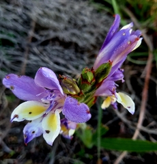 Babiana patula