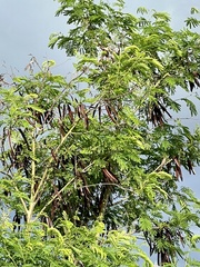 Leucaena leucocephala