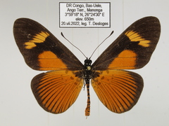 Acraea tellus tellus