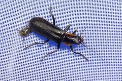 Cantharis obscura