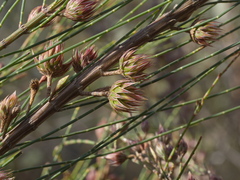 Allocasuarina