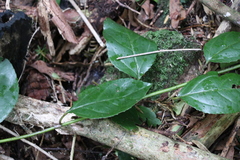 Rhamnus alaternus