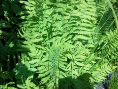 Thelypteris palustris pubescens