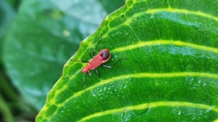Dindymus sanguineus