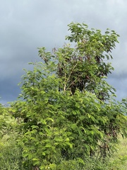 Leucaena leucocephala
