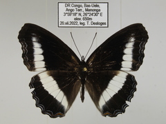 Eurytela hiarbas hiarbas